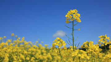 The Best Way to Manage Risk When Marketing Your Oilseed Rape Crop