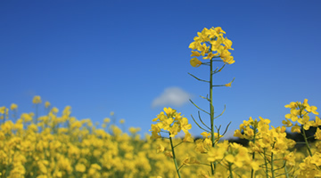 Helping the Environment and Earning £640 per ha