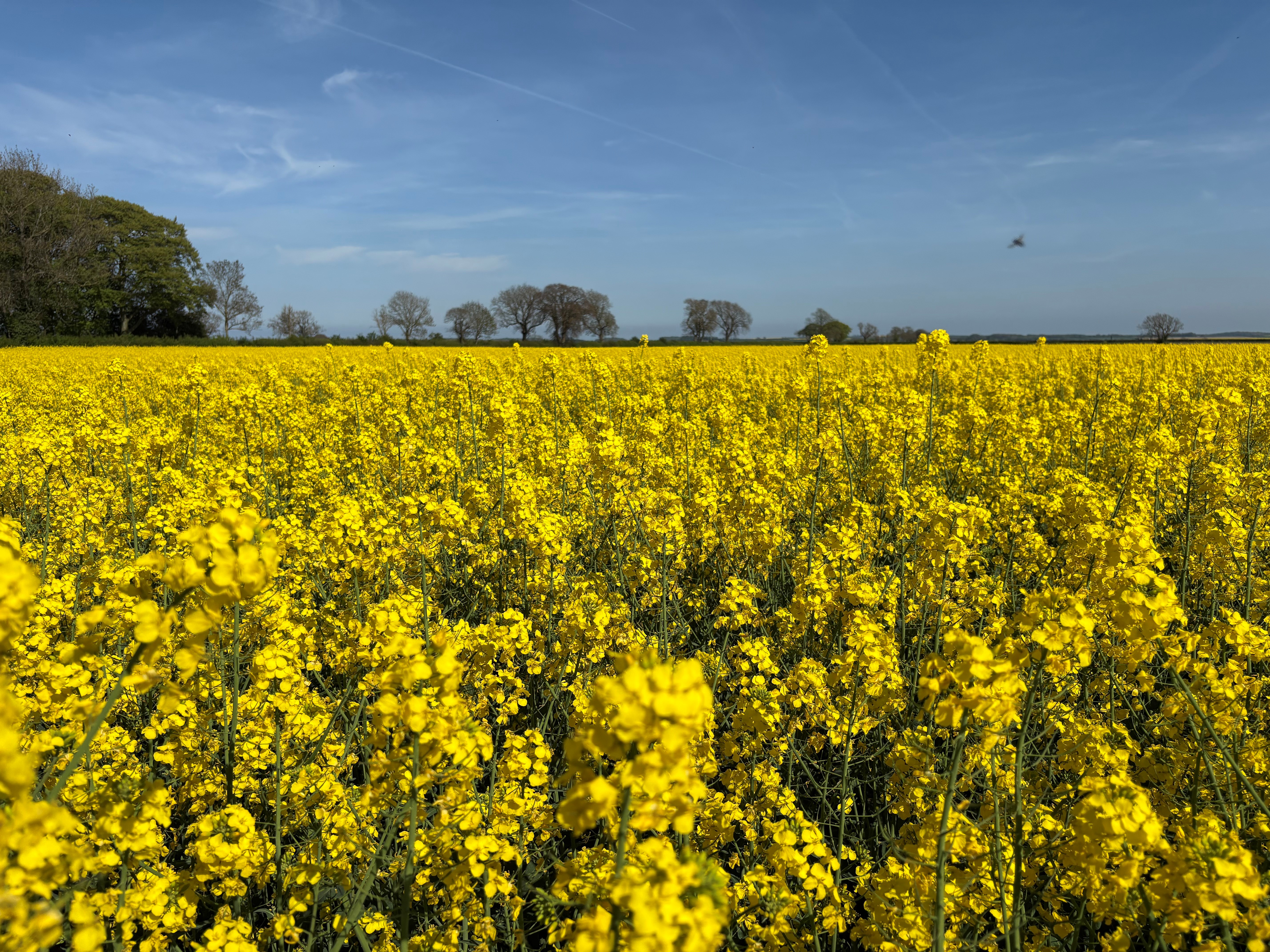 Dyson Farming Getting it Right with OSR  image
