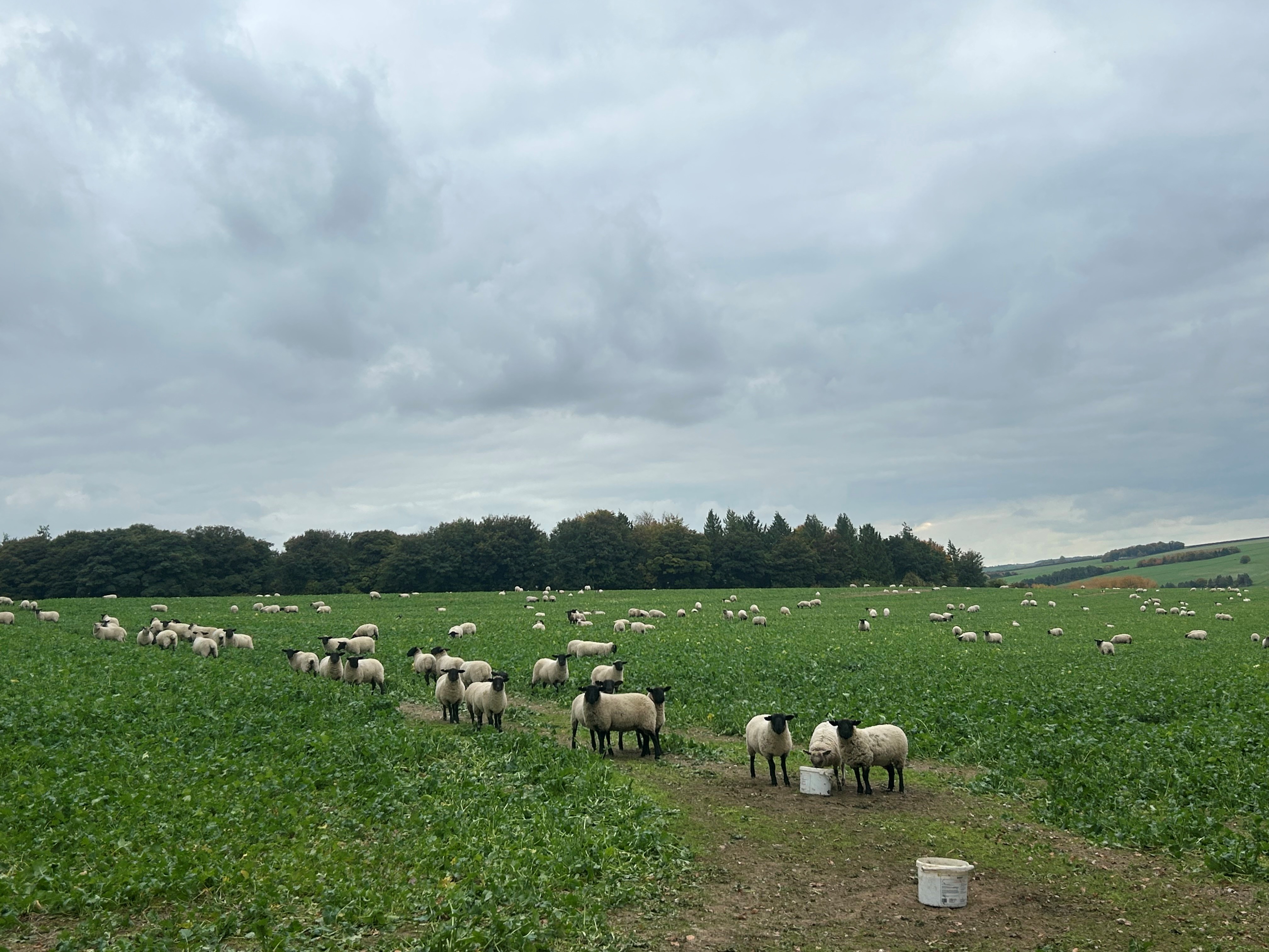 Grazing OSR at East Farm image