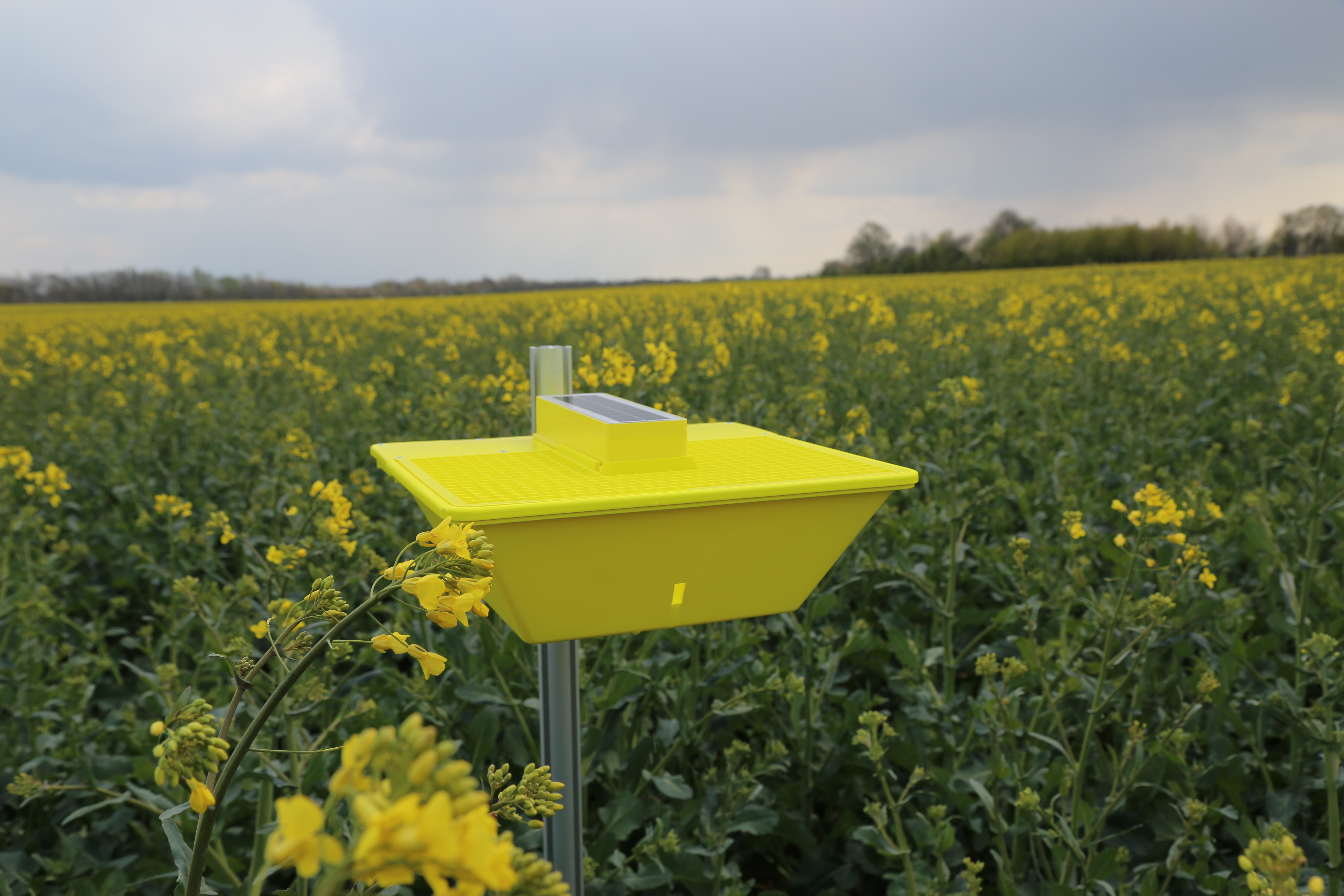 Dawson Farms OSR Success image