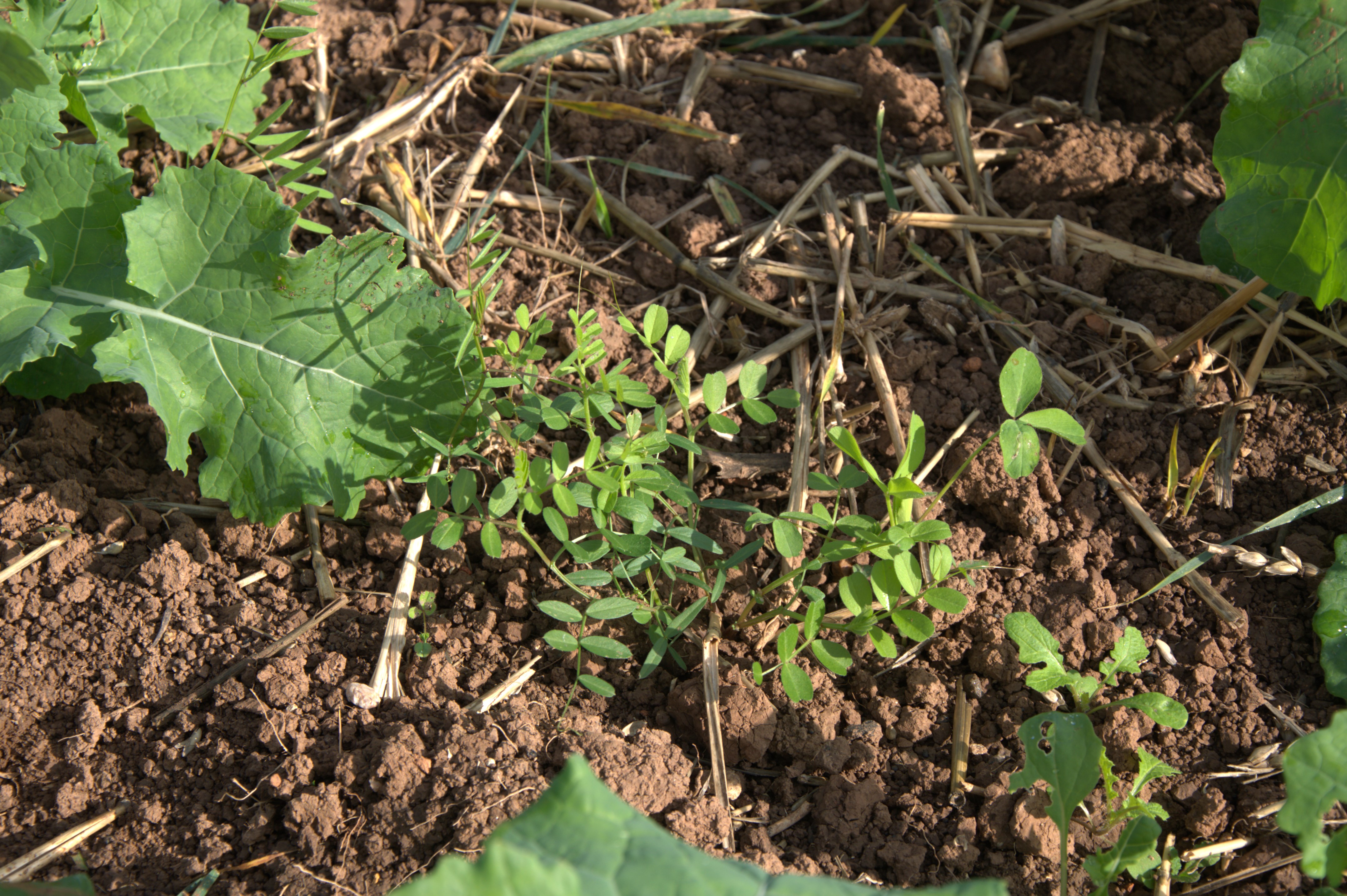 Companion Crops image