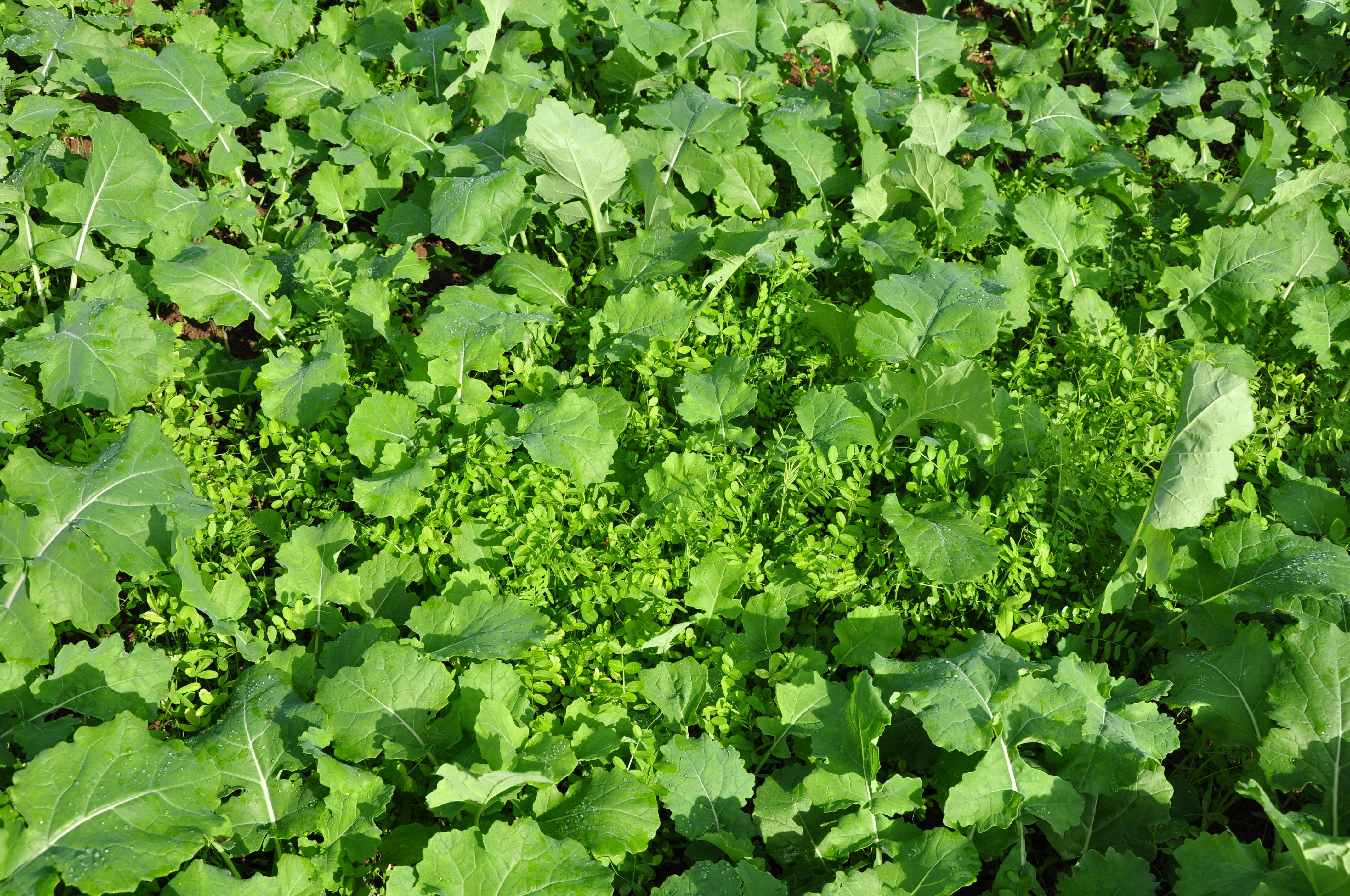 Companion Crops image