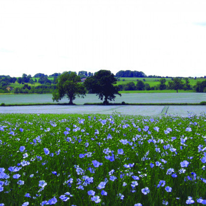 Linseed