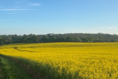 The OSR Portfolio image
