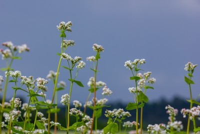 Buckwheat Special Offer image