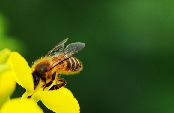 Agrisound Pilot Project image