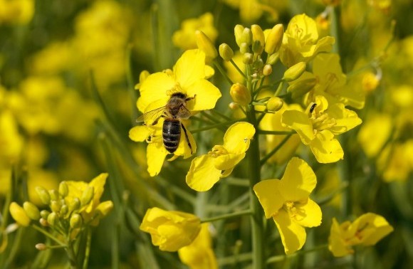 Flower power in policy image