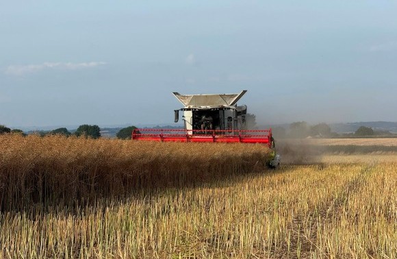 Record OSR Yields Predicted image
