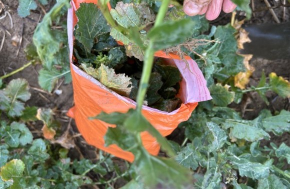 DIY Stem Sampling image