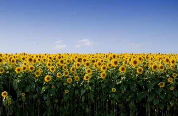 Sunflower Pool back for a second year image