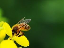 Agrisound Pilot Project image