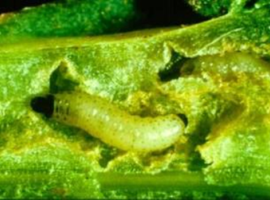 National Stem Larvae Survey 2025 image