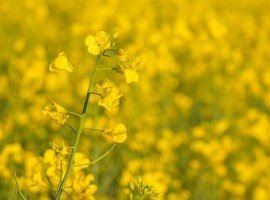 The OSR Reboot - 1 year on image