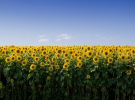 Sunflower Pool back for a second year image
