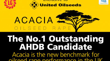 ACACIA No.1 AHDB Candidate Exclusively Available from United Oilseeds