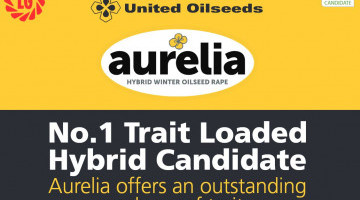 AURELIA - Currently No.1 Trait-Loaded Hybrid in AHDB Harvest Trials 2016-19 Gross Output 