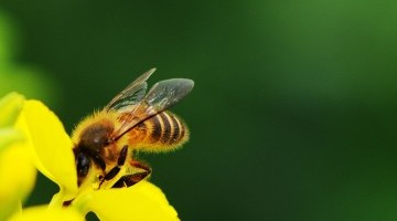 Agrisound Pilot Project