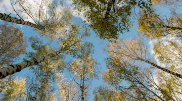 2,300 Trees Supplied Free to United Oilseeds & Hubbards Customers