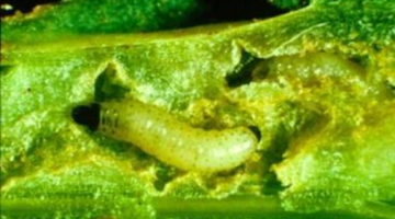National Stem Larvae Survey 2025