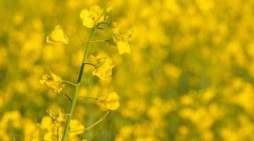 The OSR Reboot - 1 year on
