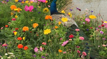 Hubbards Seeds Aurora Colour Splash Wildflower Mix pictured on farm in Northumberland