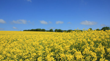 Harvest News: 3.6. t/ha yield for HOLL OSR crop in Cambs