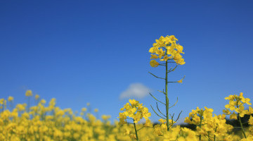 UK rapeseed prices ease back due to stronger Pound