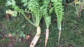 Effect of early or late drilling on cover crop and root development