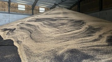 Record yields predicted for OSR 2025