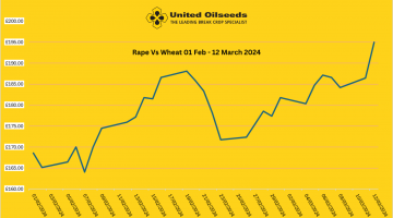 Rapeseed Making Notable Gains