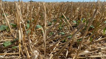 400 ha of HOLL OSR Up and Growing in Cambs