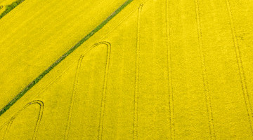 UK rapeseed prices edging up