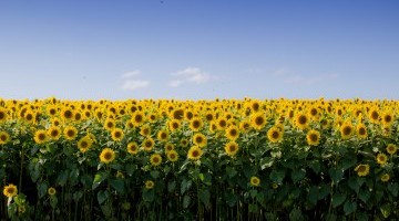 Sunflower Pool back for a second year