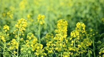 10 additional benefits of growing OSR