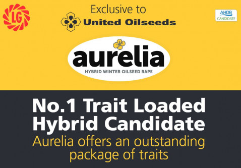 AURELIA - Currently No.1 Trait-Loaded Hybrid in AHDB Harvest Trials 2016-19 Gross Output 