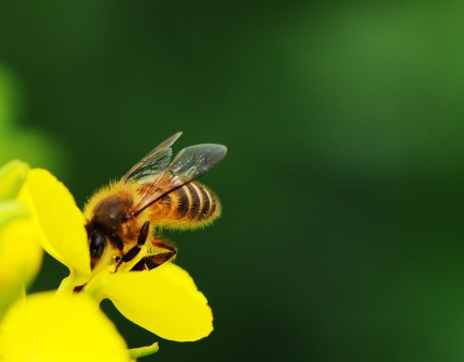 Agrisound Pilot Project