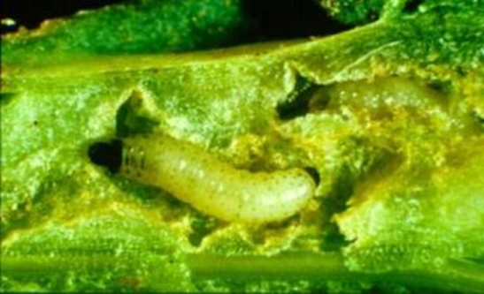 National Stem Larvae Survey 2025