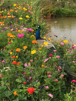 Hubbards Seeds Aurora Colour Splash Wildflower Mix pictured on farm in Northumberland