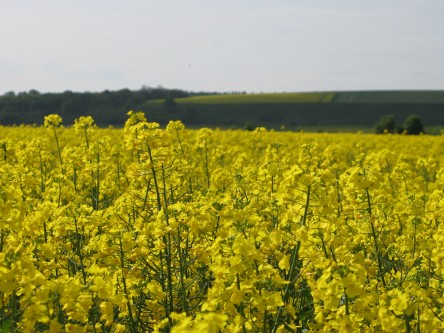 OSR Yields on the rise in Southern Counties