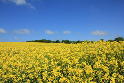 Harvest News: 3.6. t/ha yield for HOLL OSR crop in Cambs