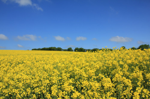 LG Acacia OSR Notches up Huge 7.04 t/ha Yield