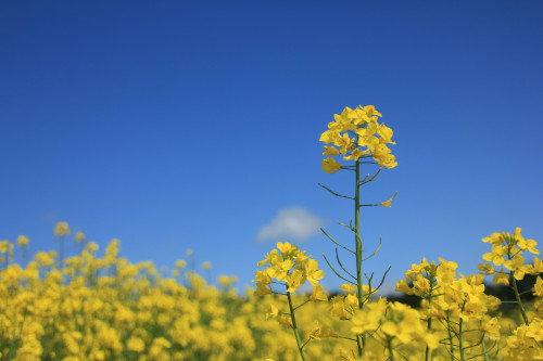 UK rapeseed prices ease back due to stronger Pound