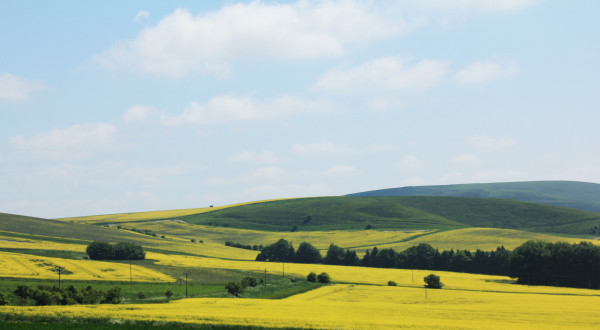 LG Aurelia Yields 5.12 t/ha in Scottish Borders