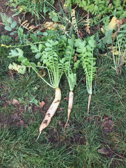 Effect of early or late drilling on cover crop and root development