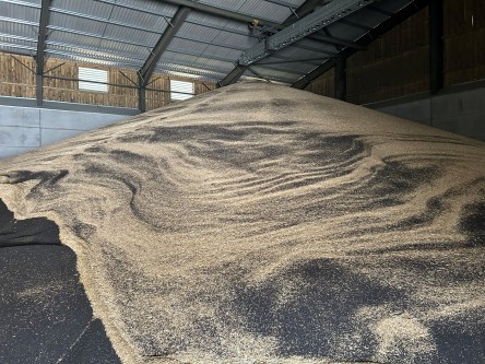 Record yields predicted for OSR 2025