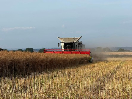 Record OSR Yields Predicted