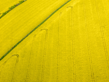 UK rapeseed prices edging up