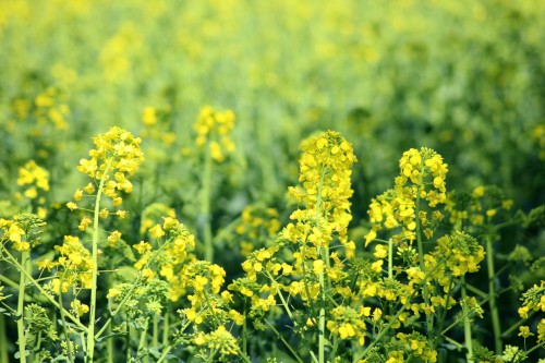 10 additional benefits of growing OSR